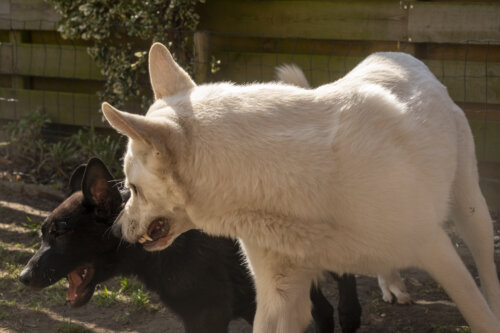 Morty & Kay 10032022