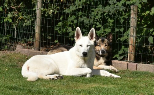 Nelson & Morty 8-2020