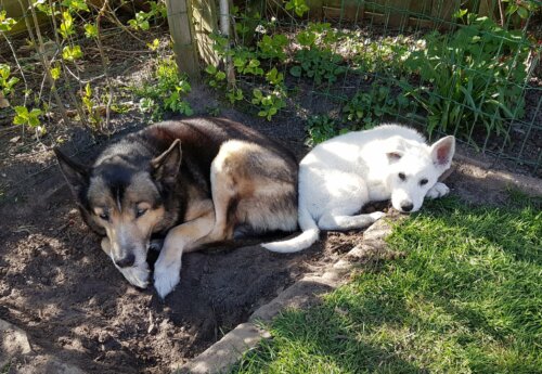 Nelson & Morty 4-2020