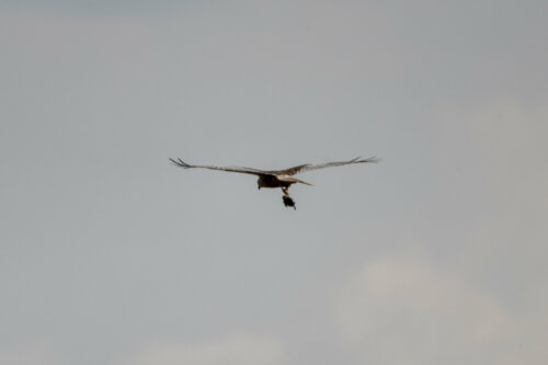 Bird of prey with prey