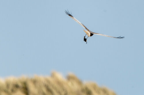 Bird of prey with prey