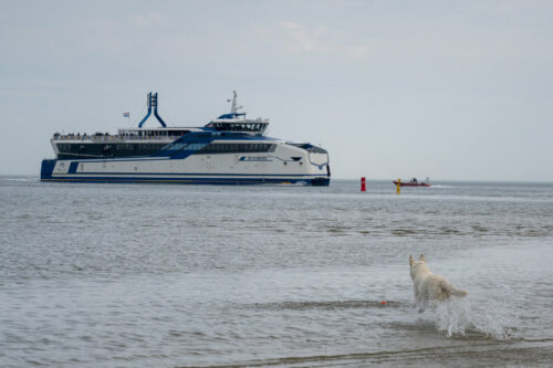 Morty - Willem Barentsz